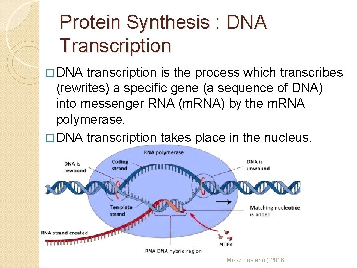 Protein Synthesis : DNA Transcription � DNA transcription is the process which transcribes (rewrites)