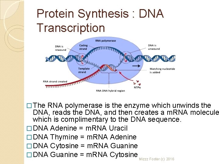 Protein Synthesis : DNA Transcription � The RNA polymerase is the enzyme which unwinds