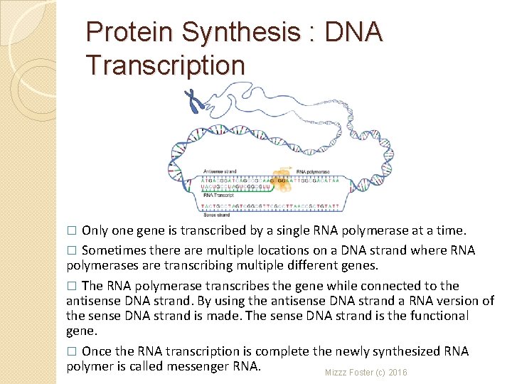 Protein Synthesis : DNA Transcription Only one gene is transcribed by a single RNA