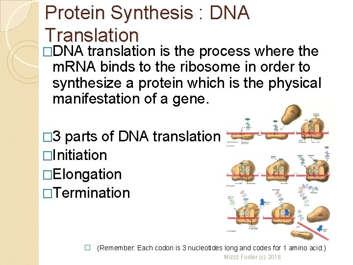 Protein Synthesis : DNA Translation �DNA translation is the process where the m. RNA