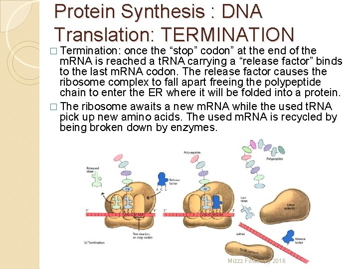 Protein Synthesis : DNA Translation: TERMINATION � Termination: once the “stop” codon” at the