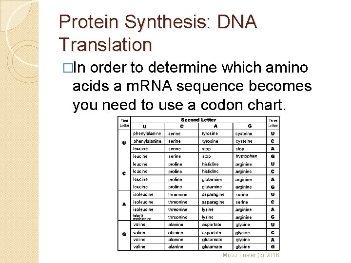 Protein Synthesis: DNA Translation �In order to determine which amino acids a m. RNA