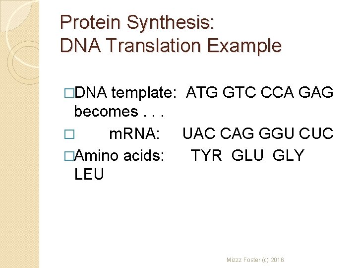 Protein Synthesis: DNA Translation Example �DNA template: ATG GTC CCA GAG becomes. . .
