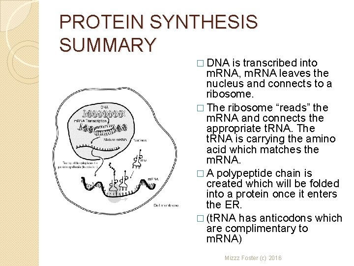 PROTEIN SYNTHESIS SUMMARY � DNA is transcribed into m. RNA, m. RNA leaves the