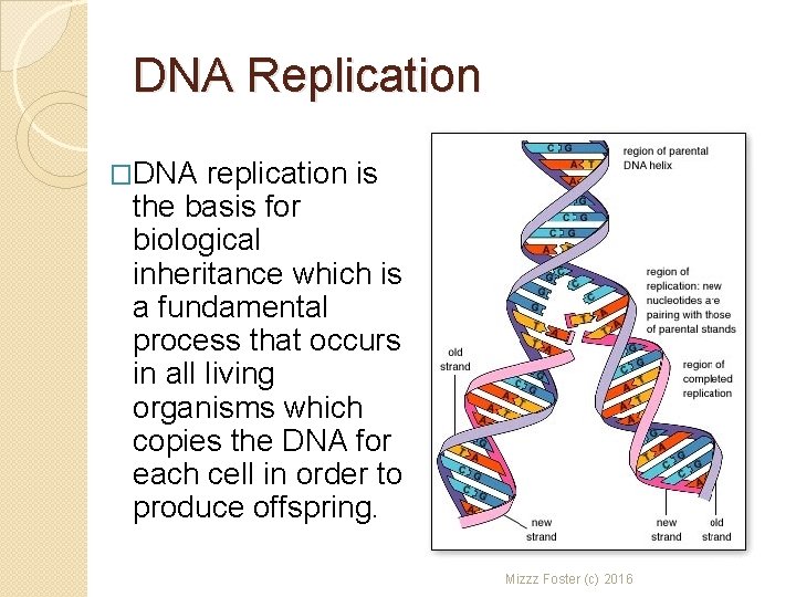 DNA Replication �DNA replication is the basis for biological inheritance which is a fundamental