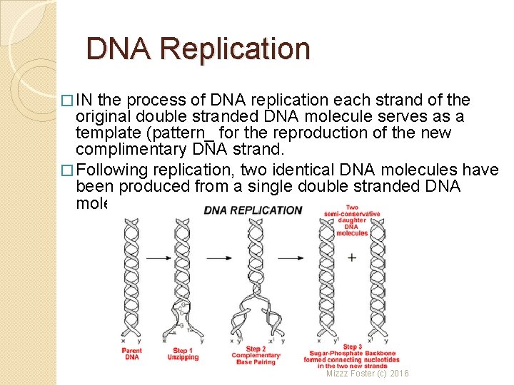 DNA Replication � IN the process of DNA replication each strand of the original