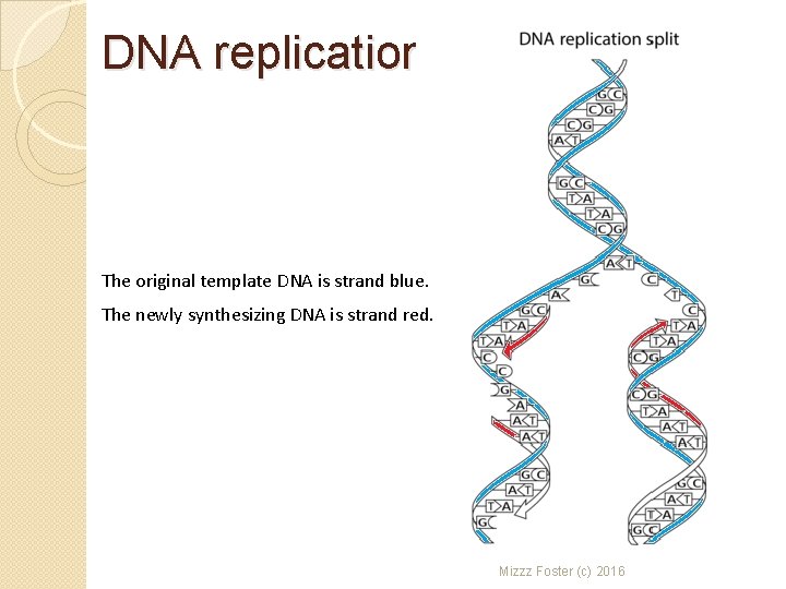 DNA replication The original template DNA is strand blue. The newly synthesizing DNA is