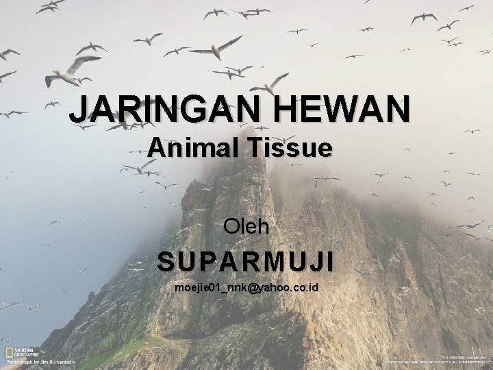 JARINGAN HEWAN Animal Tissue Oleh SUPARMUJI moejie 01_nnk@yahoo. co. id 