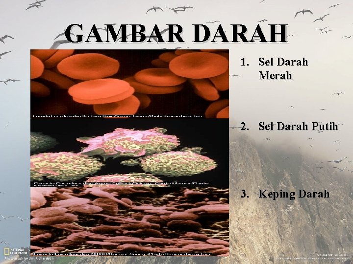 GAMBAR DARAH 1. Sel Darah Merah 2. Sel Darah Putih 3. Keping Darah 