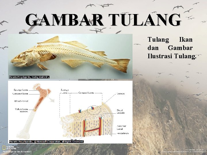 GAMBAR TULANG Tulang Ikan dan Gambar Ilustrasi Tulang. 