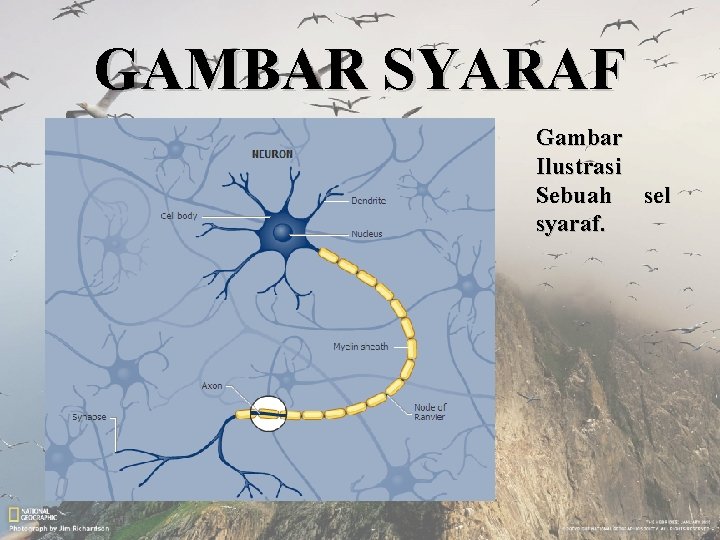 GAMBAR SYARAF Gambar Ilustrasi Sebuah sel syaraf. 