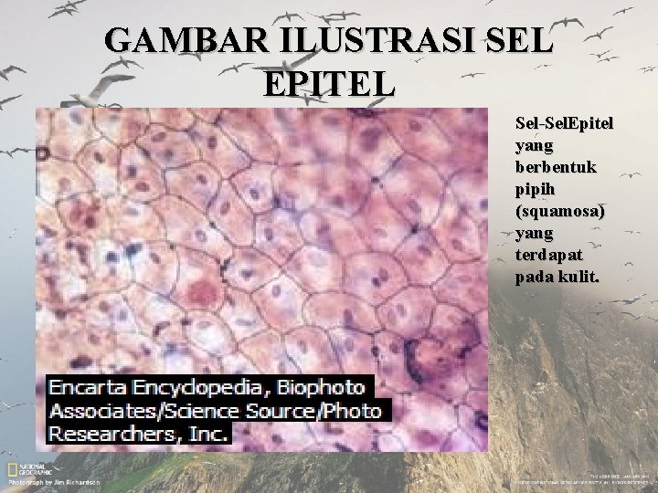 GAMBAR ILUSTRASI SEL EPITEL Sel-Sel. Epitel yang berbentuk pipih (squamosa) yang terdapat pada kulit.