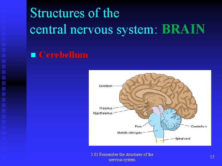 Central Structures 3 01 Remember the structures of the nervous