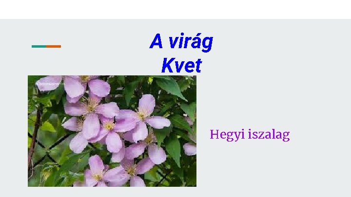 A virág Kvet Hegyi iszalag 