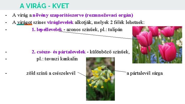 A VIRÁG - KVET - - A virág a növény szaporítószerve (rozmnožovací orgán) A