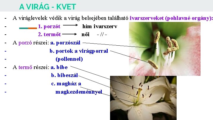 A VIRÁG - KVET - A viráglevelek védik a virág belsejében található ivarszerveket (pohlavné