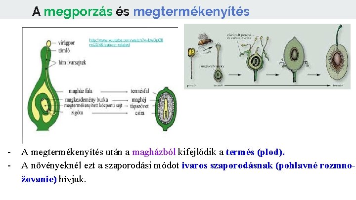 A megporzás és megtermékenyítés - A megtermékenyítés után a magházból kifejlődik a termés (plod).