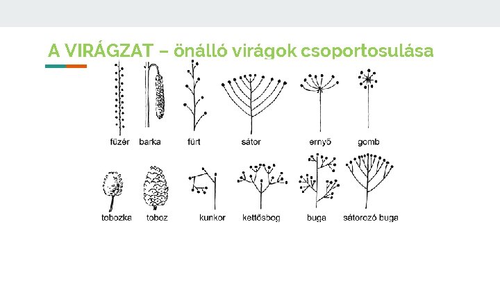 A VIRÁGZAT – önálló virágok csoportosulása 