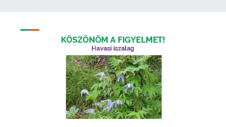 KÖSZÖNÖM A FIGYELMET! Havasi iszalag 