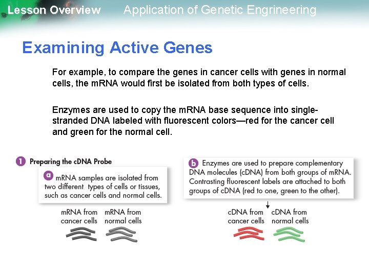 Lesson Overview Application of Genetic Engrineering Examining Active Genes For example, to compare the
