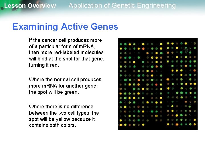 Lesson Overview Application of Genetic Engrineering Examining Active Genes If the cancer cell produces