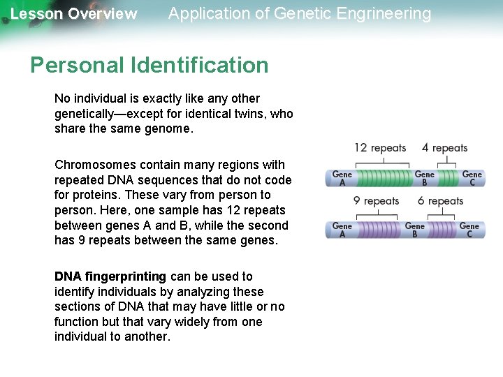 Lesson Overview Application of Genetic Engrineering Personal Identification No individual is exactly like any