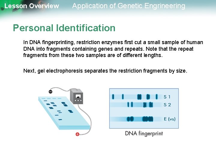 Lesson Overview Application of Genetic Engrineering Personal Identification In DNA fingerprinting, restriction enzymes first