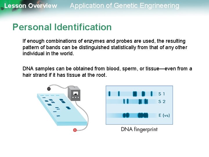 Lesson Overview Application of Genetic Engrineering Personal Identification If enough combinations of enzymes and