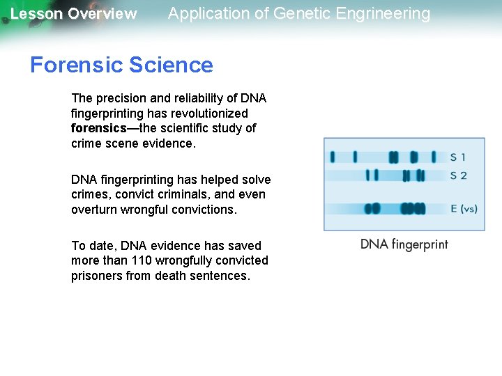 Lesson Overview Application of Genetic Engrineering Forensic Science The precision and reliability of DNA