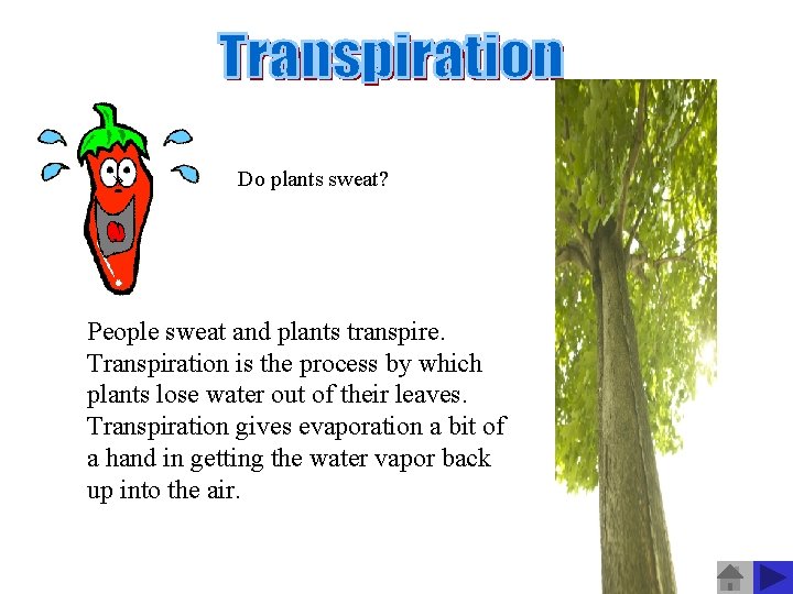 » Do plants sweat? People sweat and plants transpire. Transpiration is the process by