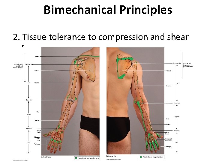 Bimechanical Principles 2. Tissue tolerance to compression and shear forces 