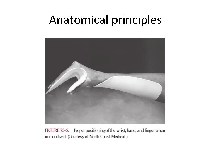 Anatomical principles 