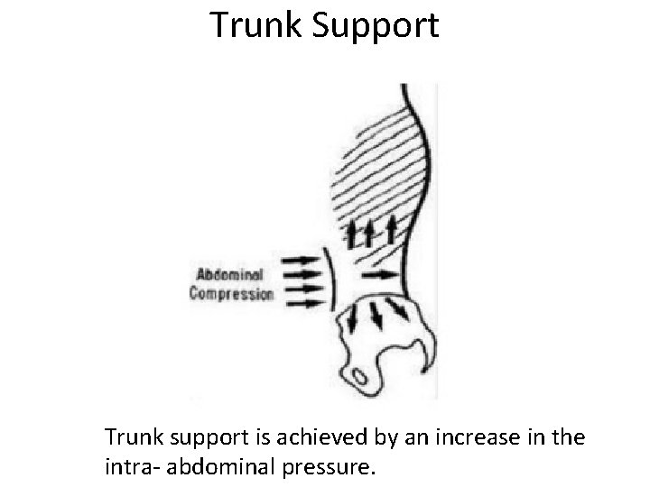 Trunk Support Trunk support is achieved by an increase in the intra- abdominal pressure.