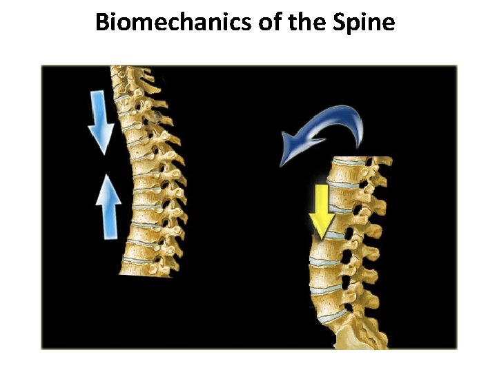Biomechanics of the Spine 
