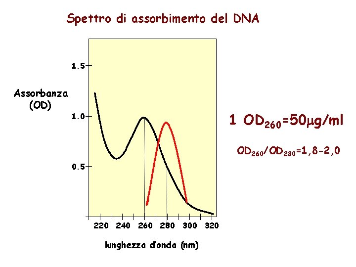 Spettro di assorbimento del DNA 1. 5 Assorbanza (OD) 1 OD 260=50 g/ml 1.