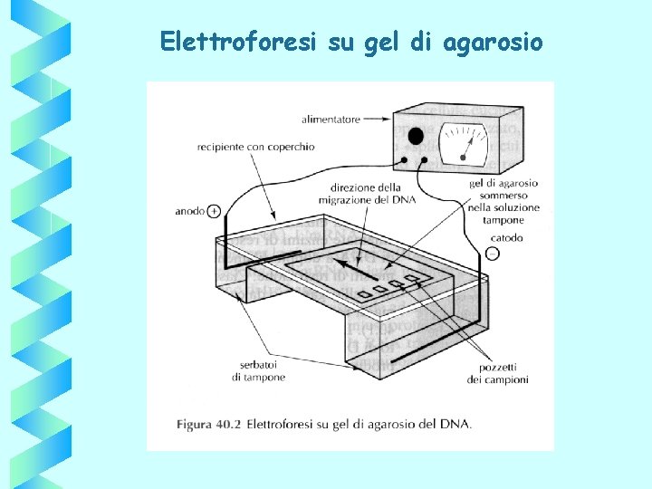 Elettroforesi su gel di agarosio 