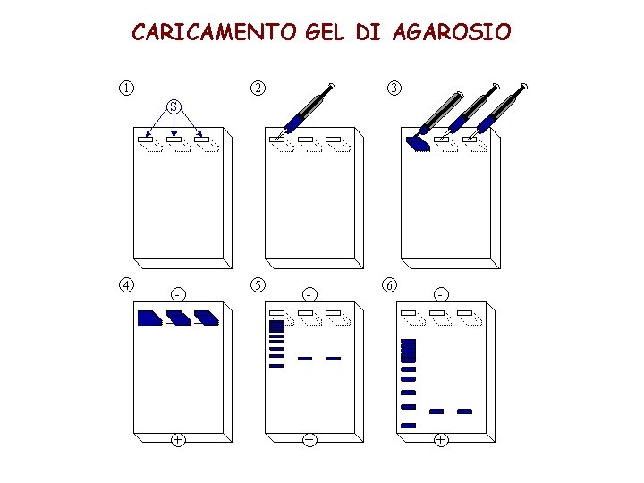 CARICAMENTO GEL DI AGAROSIO 