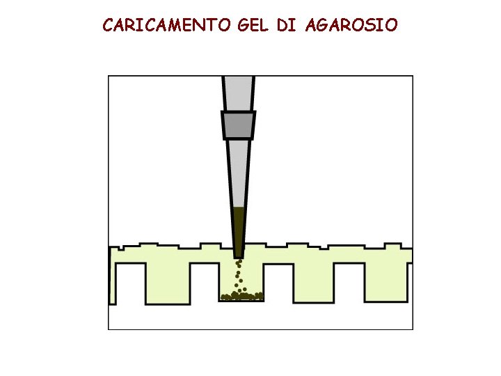 CARICAMENTO GEL DI AGAROSIO 