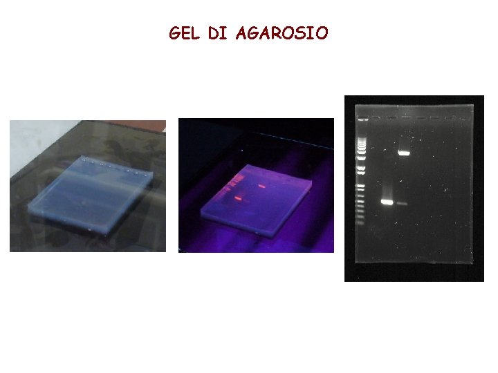 GEL DI AGAROSIO 