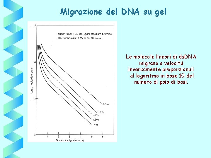 Migrazione del DNA su gel Le molecole lineari di ds. DNA migrano a velocità