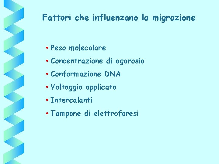 Fattori che influenzano la migrazione • Peso molecolare • Concentrazione di agarosio • Conformazione