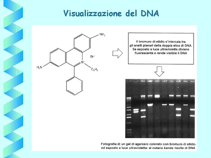 Visualizzazione del DNA 