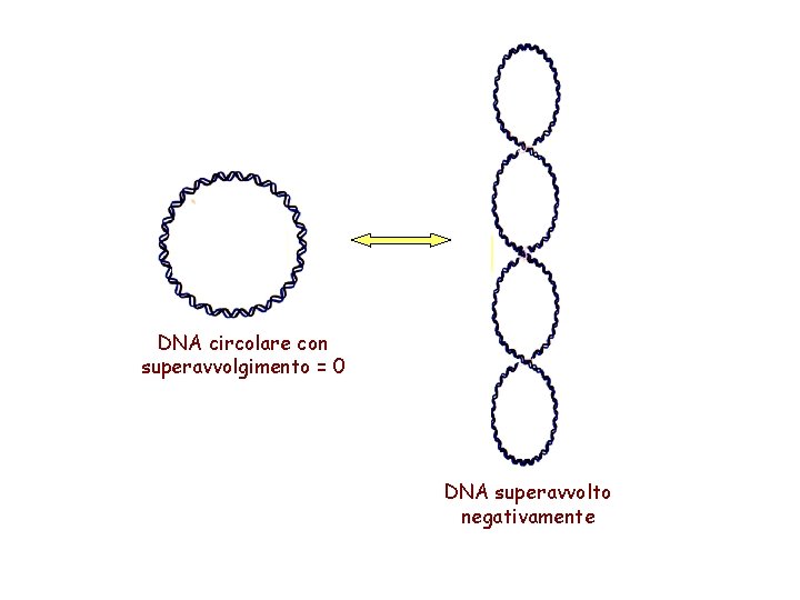 DNA circolare con superavvolgimento = 0 DNA superavvolto negativamente 