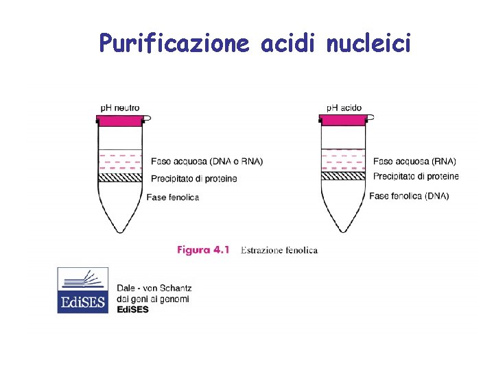 Purificazione acidi nucleici 