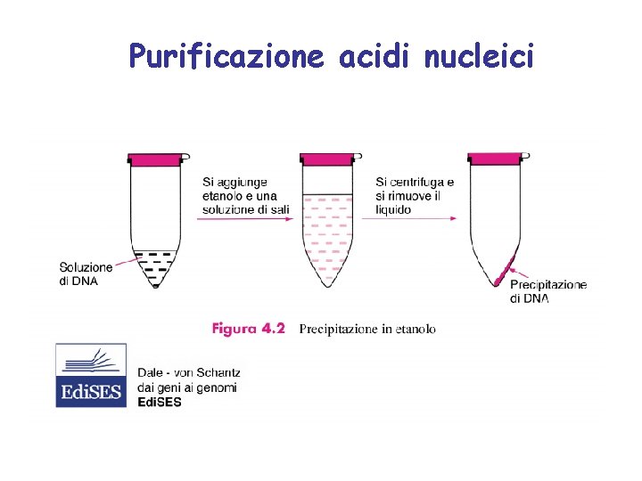 Purificazione acidi nucleici 