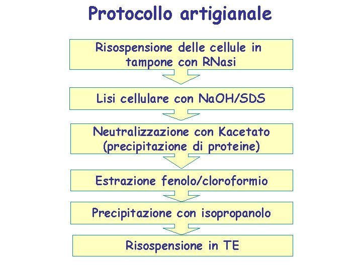 Protocollo artigianale Risospensione delle cellule in tampone con RNasi Lisi cellulare con Na. OH/SDS