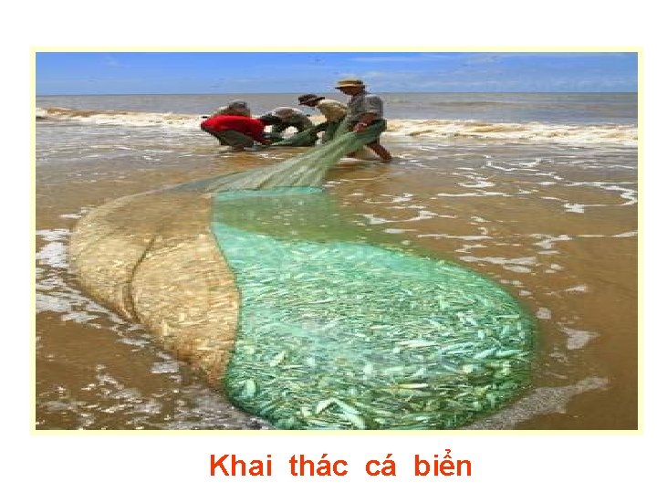 Khai thác cá biển 