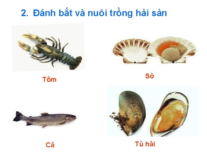 2. Đánh bắt và nuôi trồng hải sản Tôm Cá Sò Tù hài 