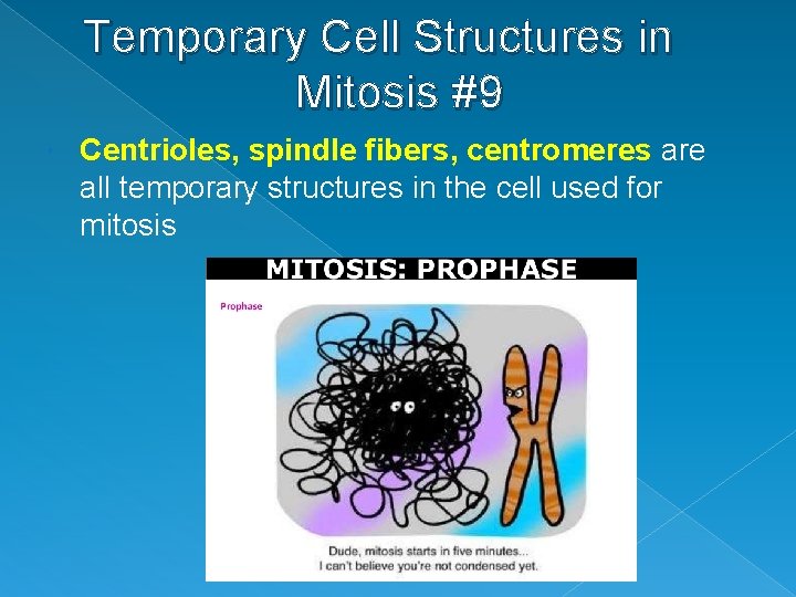 Temporary Cell Structures in Mitosis #9 Centrioles, spindle fibers, centromeres are all temporary structures