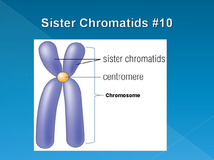 Sister Chromatids #10 Chromosome 